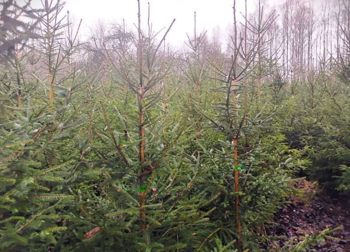 Plantacja&#x20;choinek&#x20;przy&#x20;biurze&#x20;Nadleśnictwa&#x20;Dobieszyn